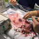 Vanellope durante la segunda operación. Imagen: Glenfield Hospital